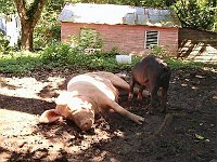 Foto 233